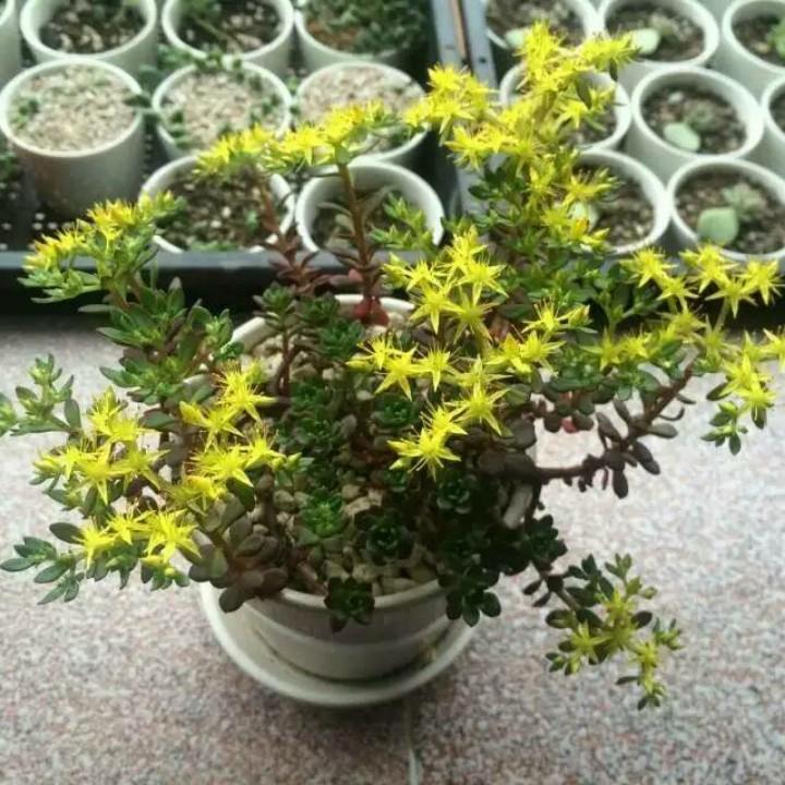 铭钰