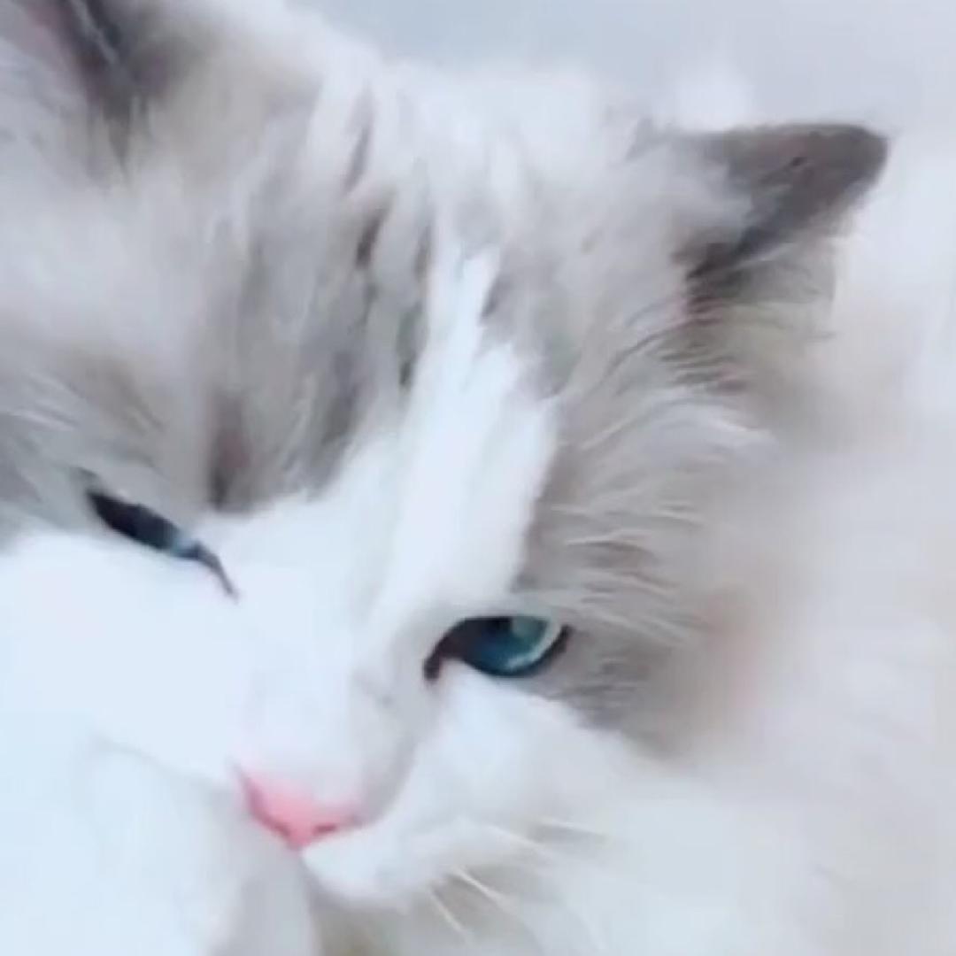 🧸白喵汤圆🧸