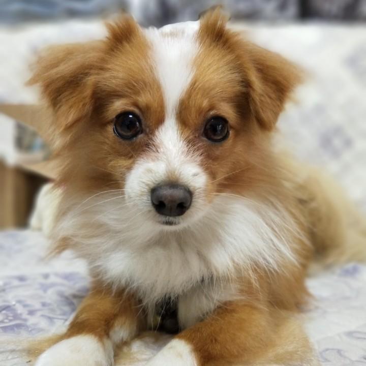 清秋&九妹~江美琪