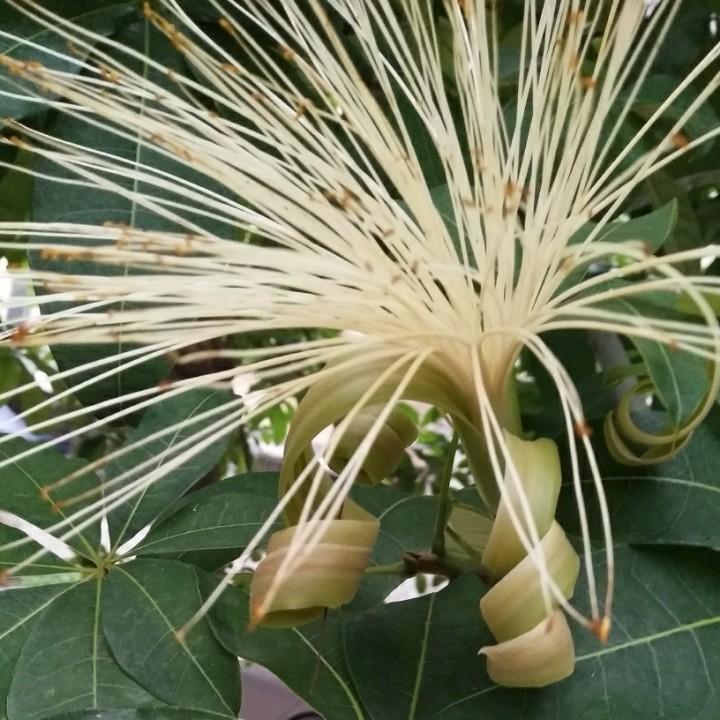 丁邂