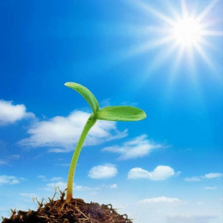 花卉小讲堂