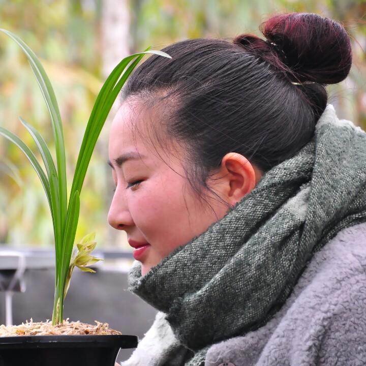 黄启梅兰花