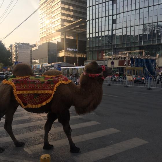 🐒不中不改名