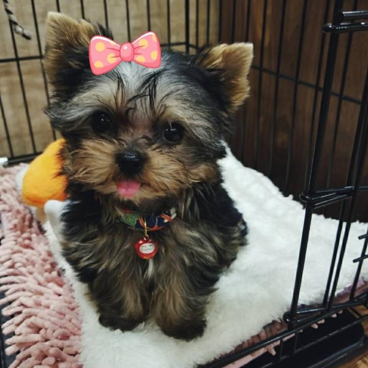 💋是小龚举啊🍭