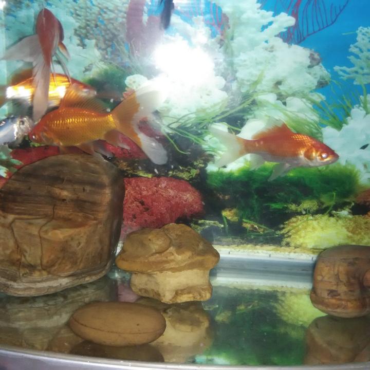 阿亮石磨肠粉4118624046719↗