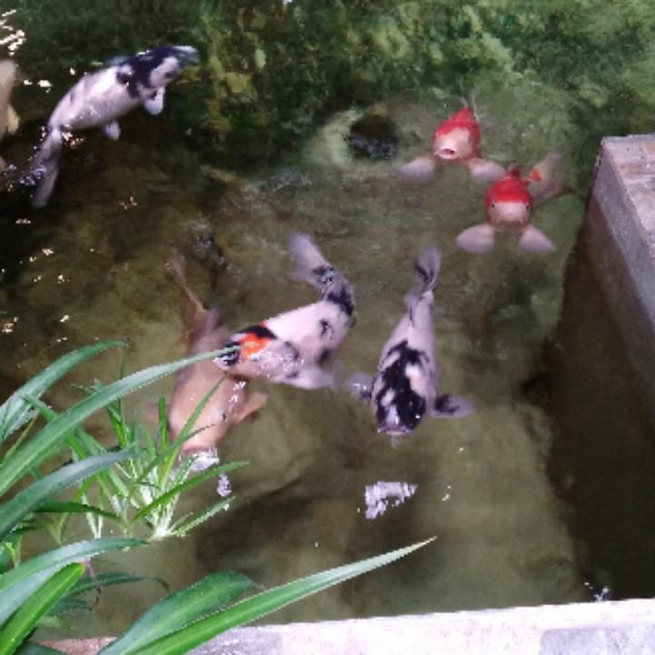 二鹏