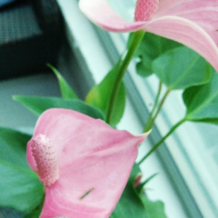 春天的梅花