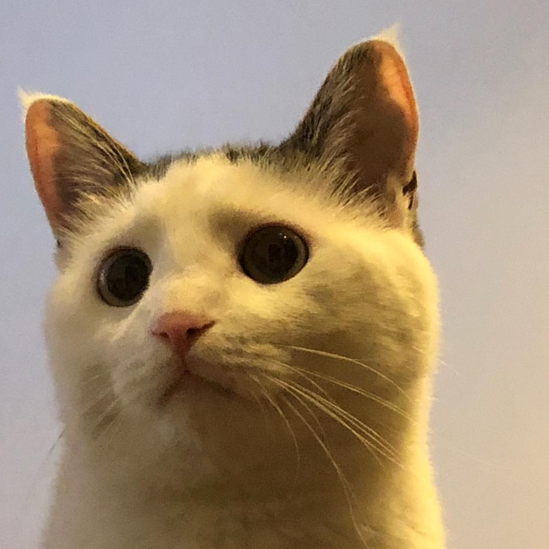 晒太阳的猫