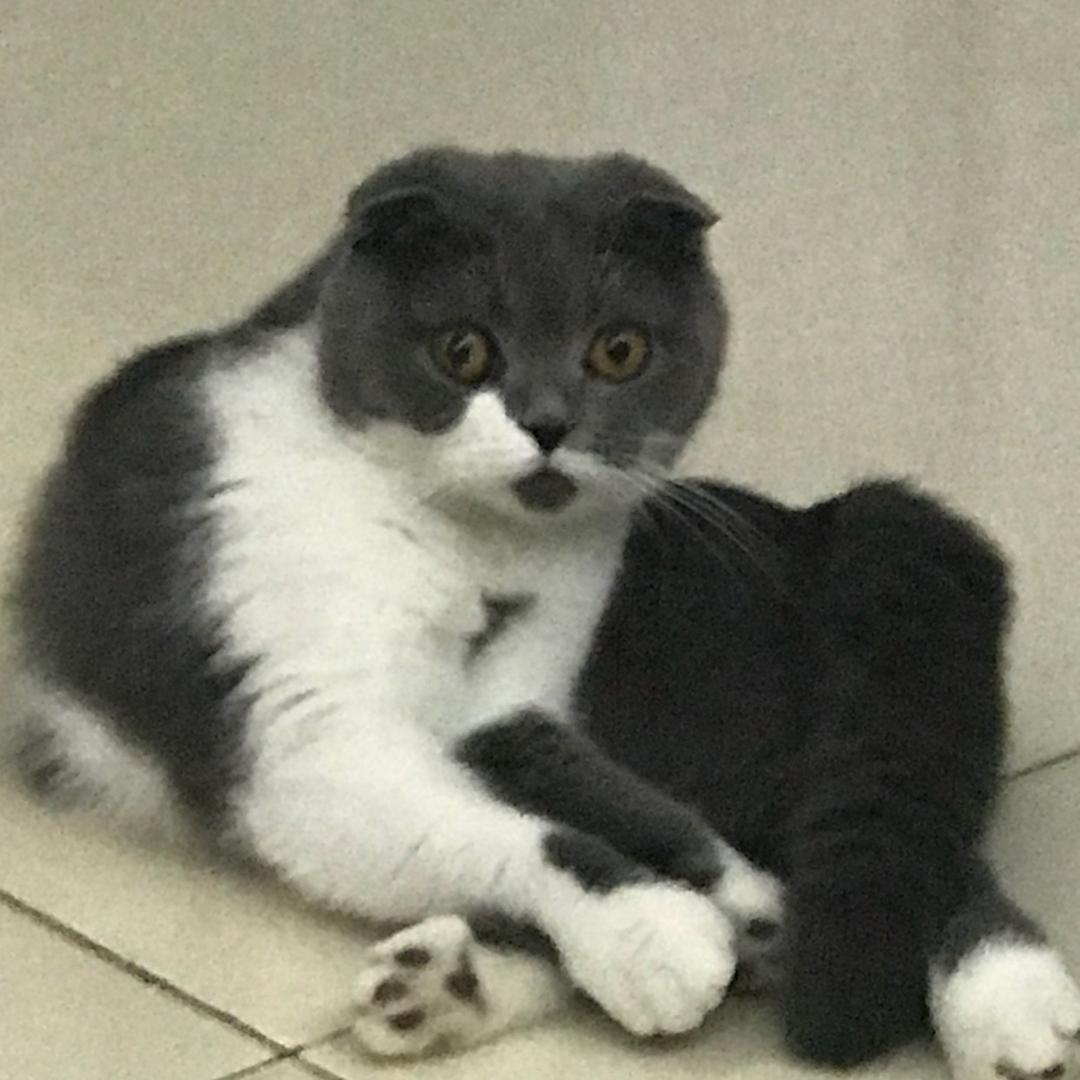 灰太娘的小灰灰