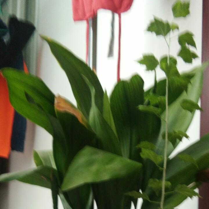 Ljq嘉琪
