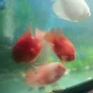 鳌拜弟弟（熬夜）