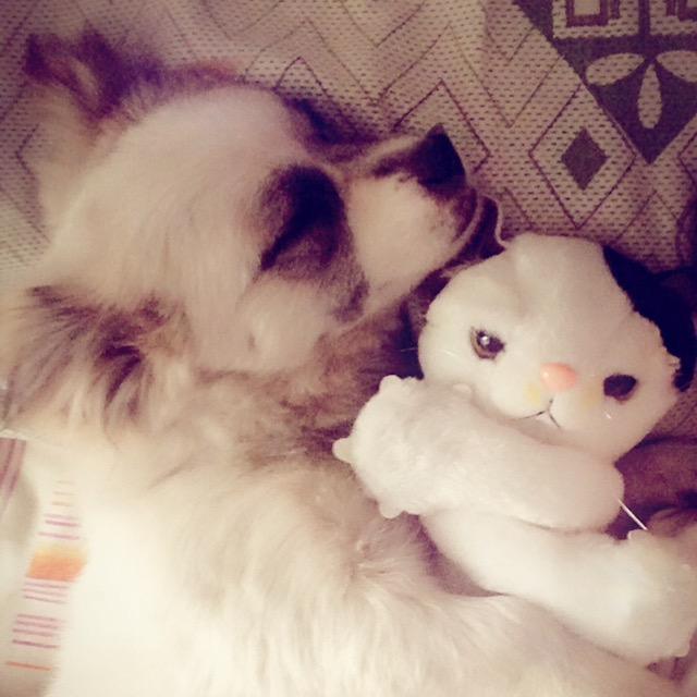 进击的落落
