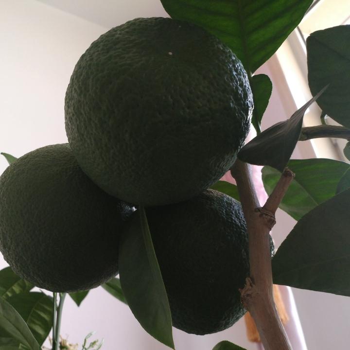 天然