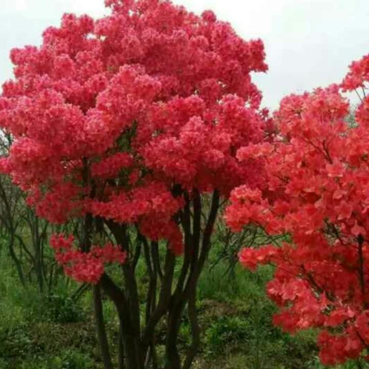 玲隆小院