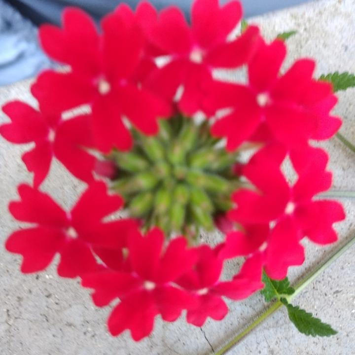 阳光总在风雨后♥(｡￫v￩｡)♥