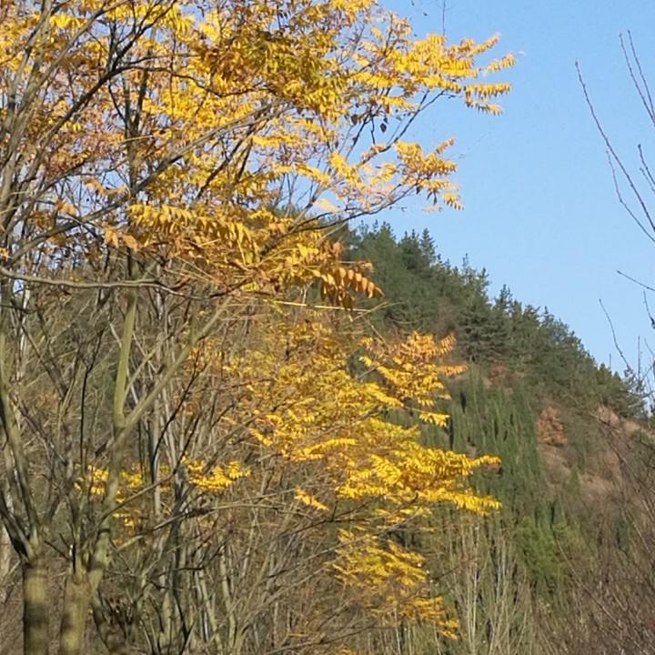 喜气洋洋
