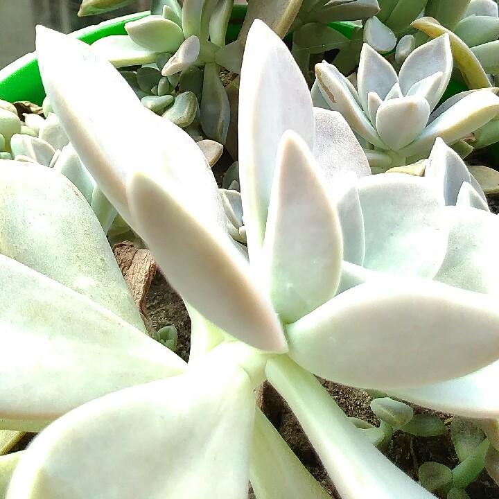 斯外龙