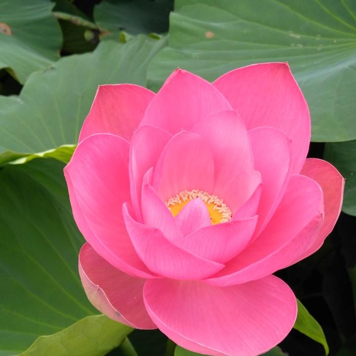山里人