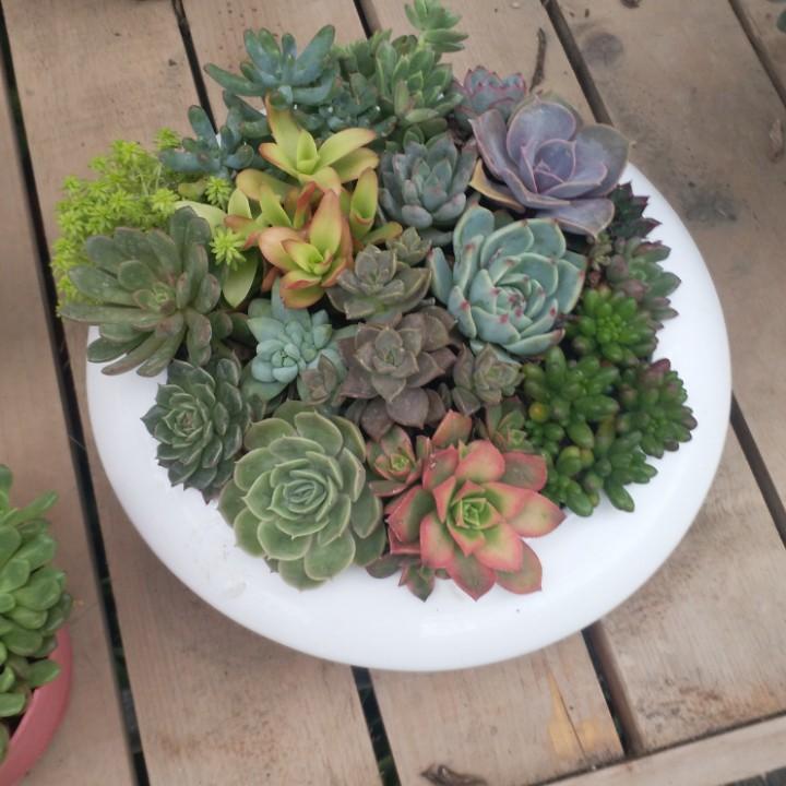 花的世界，爱的海洋