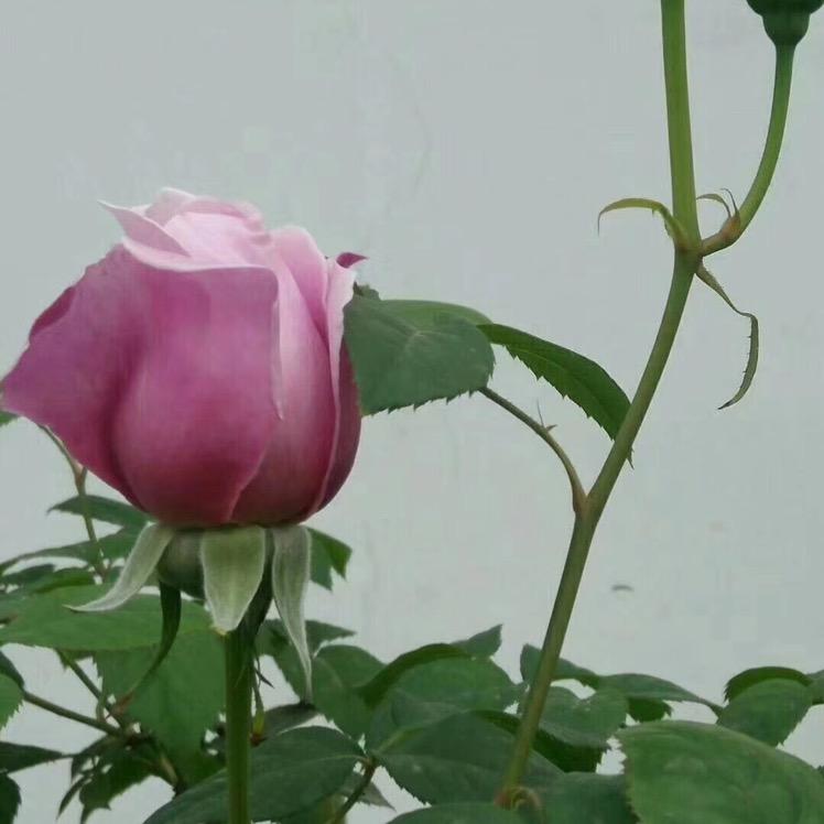 辣玫瑰