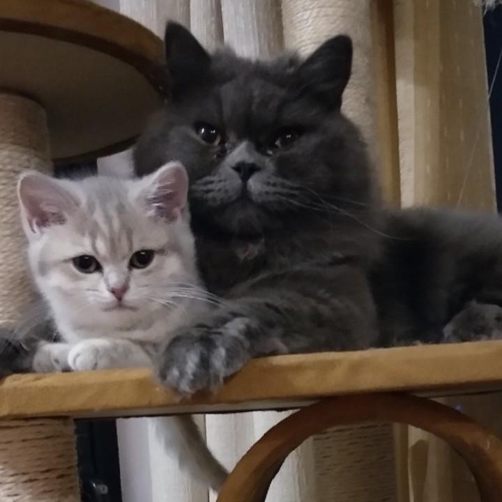 辛巴格格family🐾