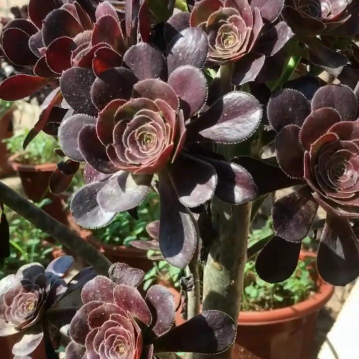 醉美多肉