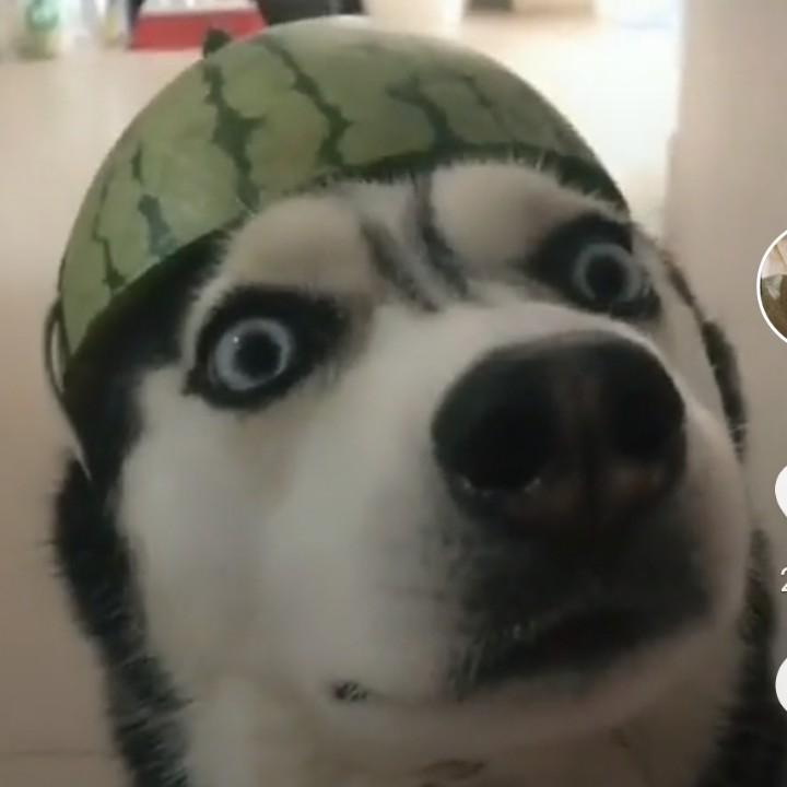 红鲤鱼与绿鲤鱼与驴🐳