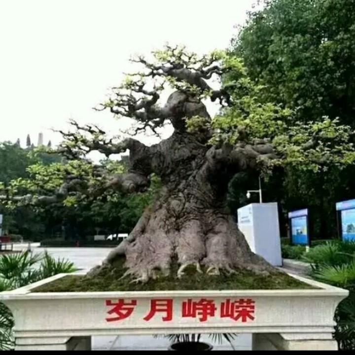 天宝哥