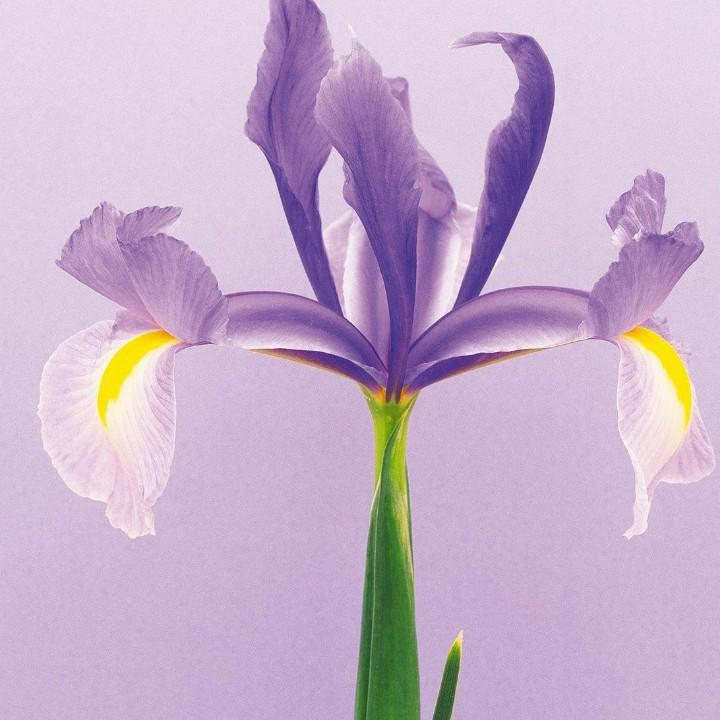 小抖蜜（大号）