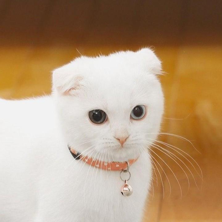 孔令涛