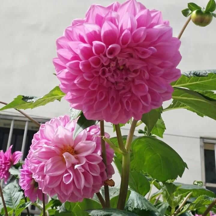 星泪