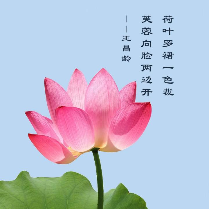 心语星愿