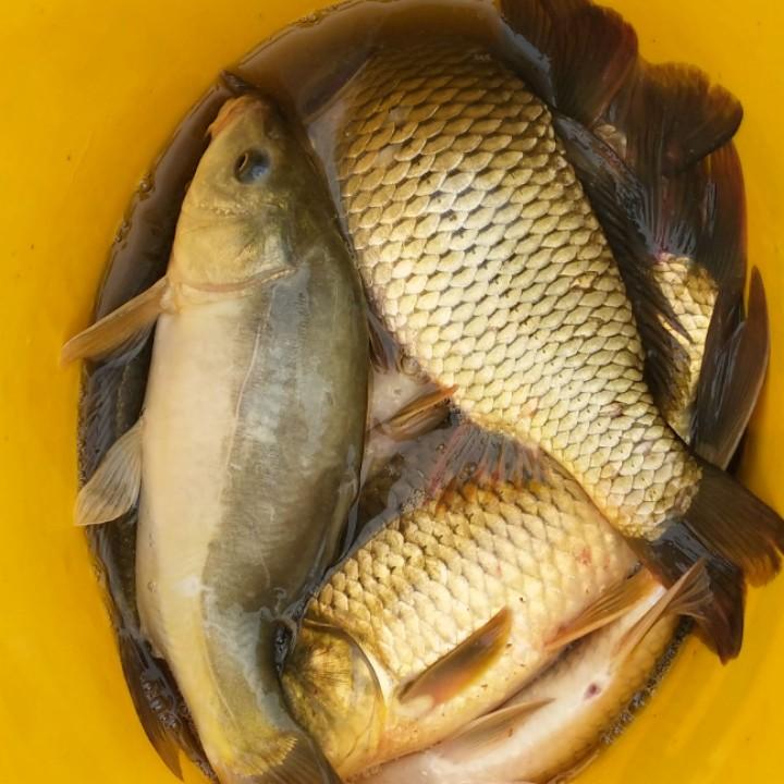 带刺的玫瑰