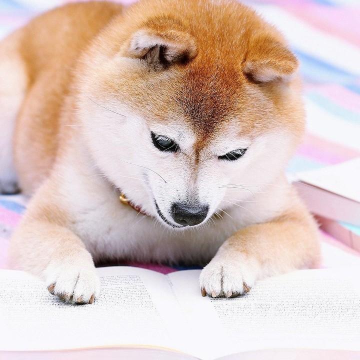龙之舞