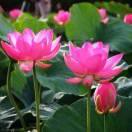 仙荷陶婕:探索人生，修德纳福~厚得载物！