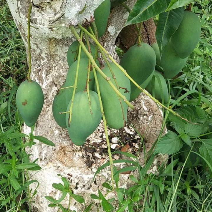 昌兴农业.至尊宝