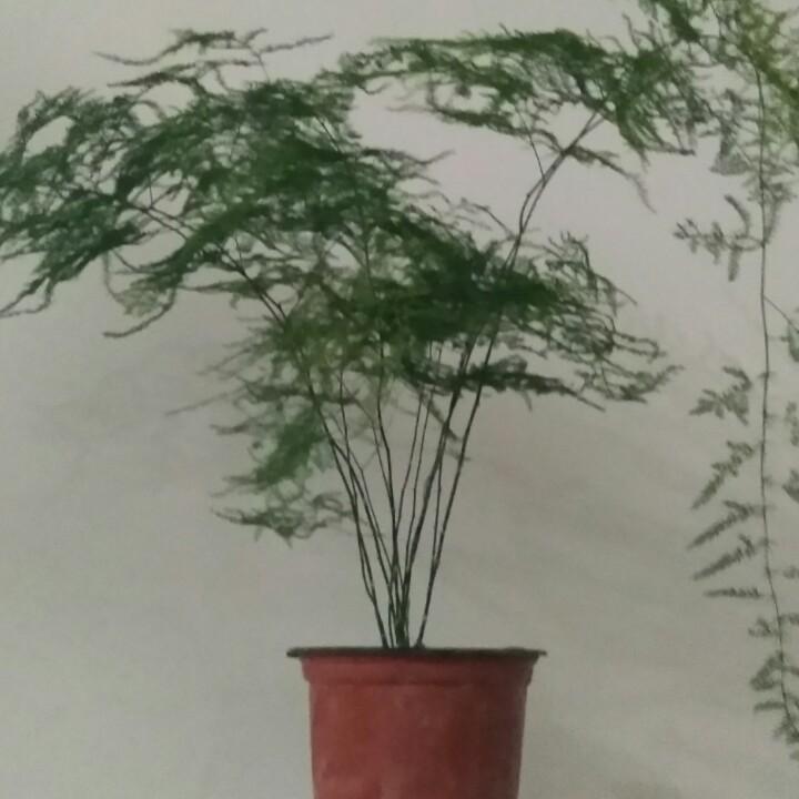 阳光