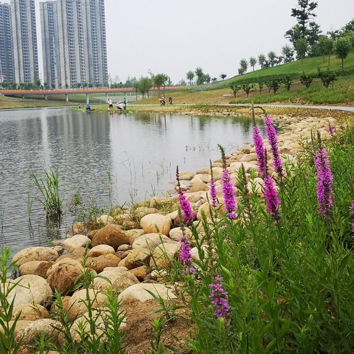 栀子花开
