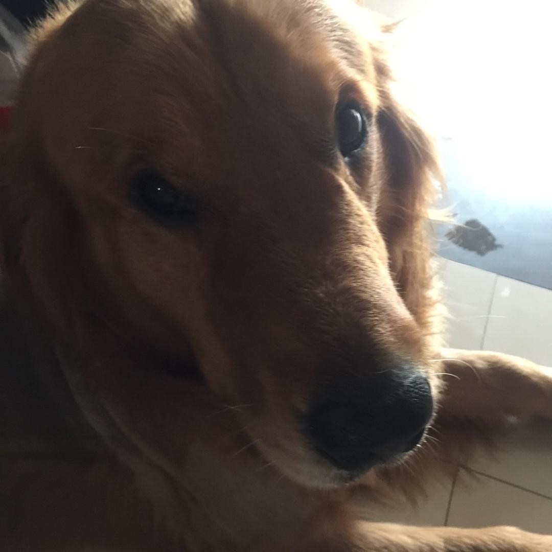 吃了蒲公英的兔子