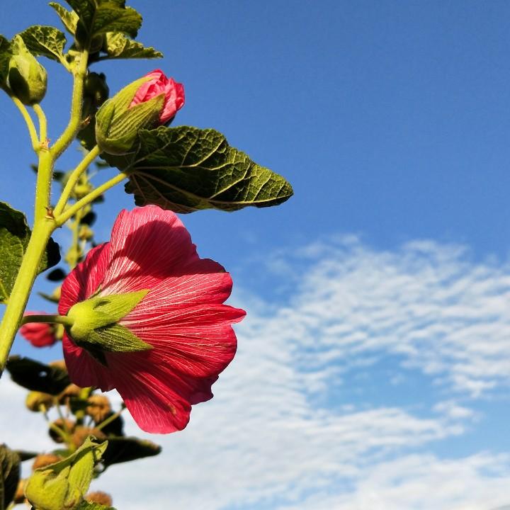 核桃脆脆米🌸