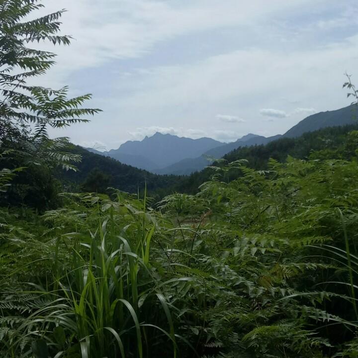 狼行天下