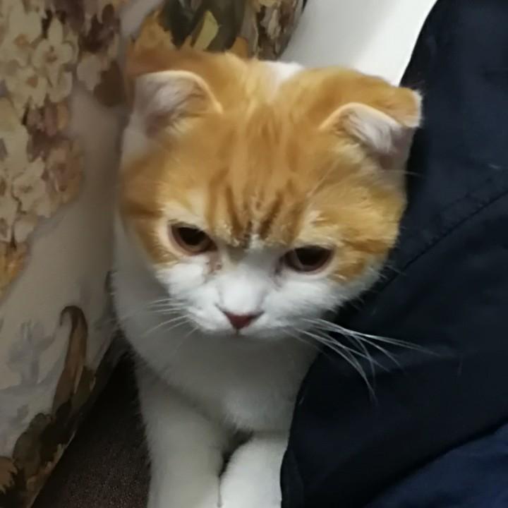 Colin
