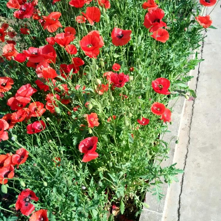 勿忘我（刘翠萍）