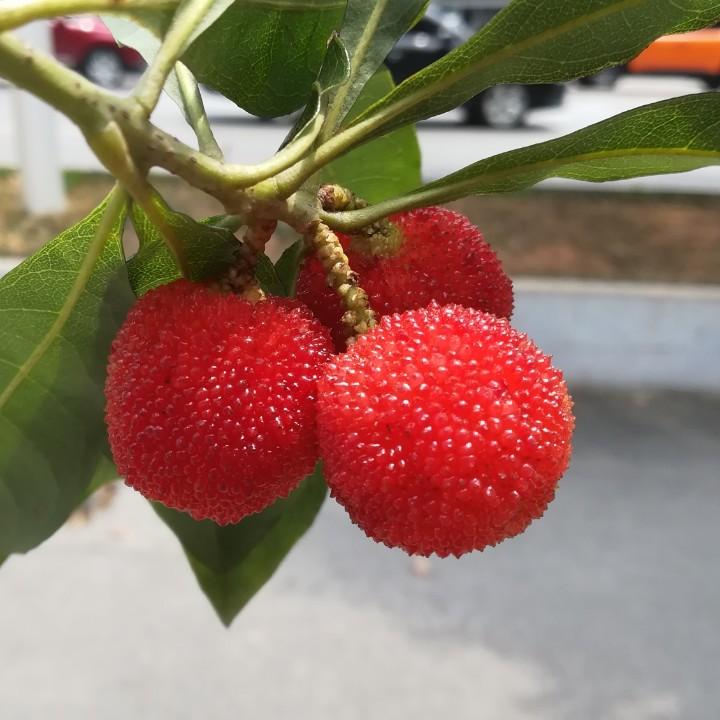 巷子爱情