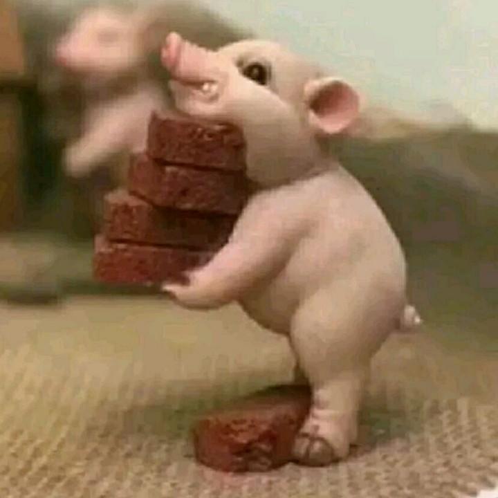笨笨