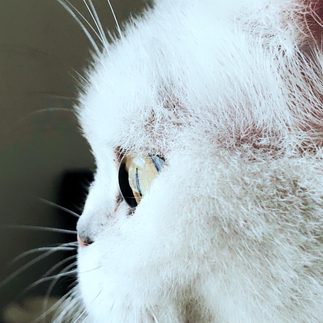猫仔