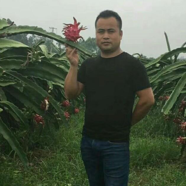 国产红心火龙果
