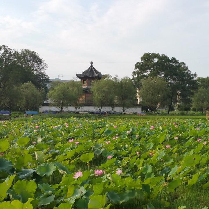 洒家