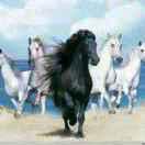黑骏马🐴