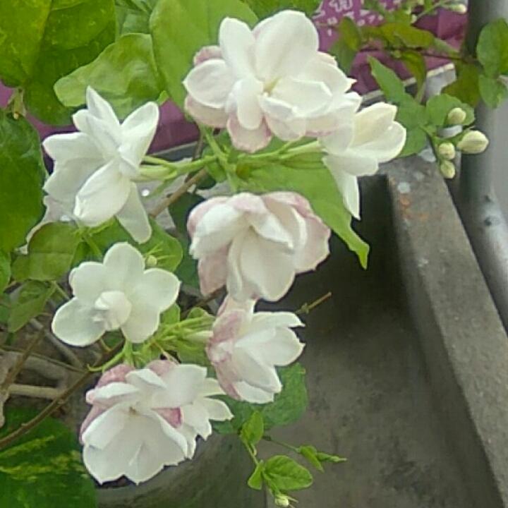 莫诺